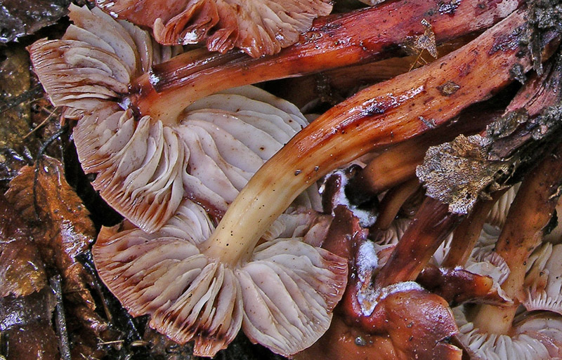 Risposte griglia 2 (marted� 29 maggio)